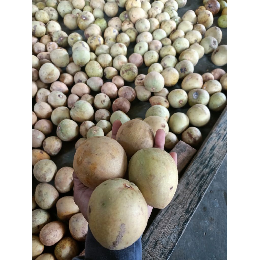 

Buah sawo madu 1kg manis poll