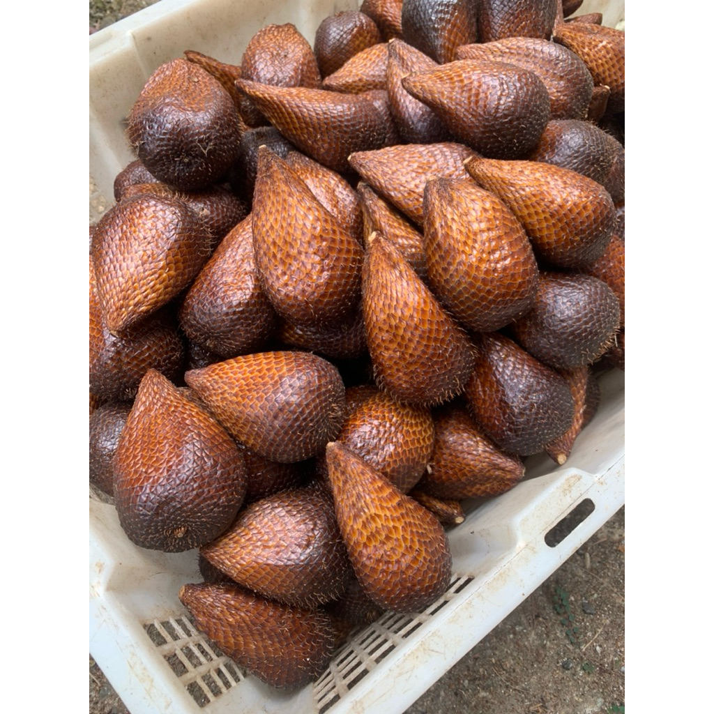 

Paket 2kg Buah Salak Pondoh Organik Grade C 1kg isi 25-30 Salak Pondoh Manis Fresh