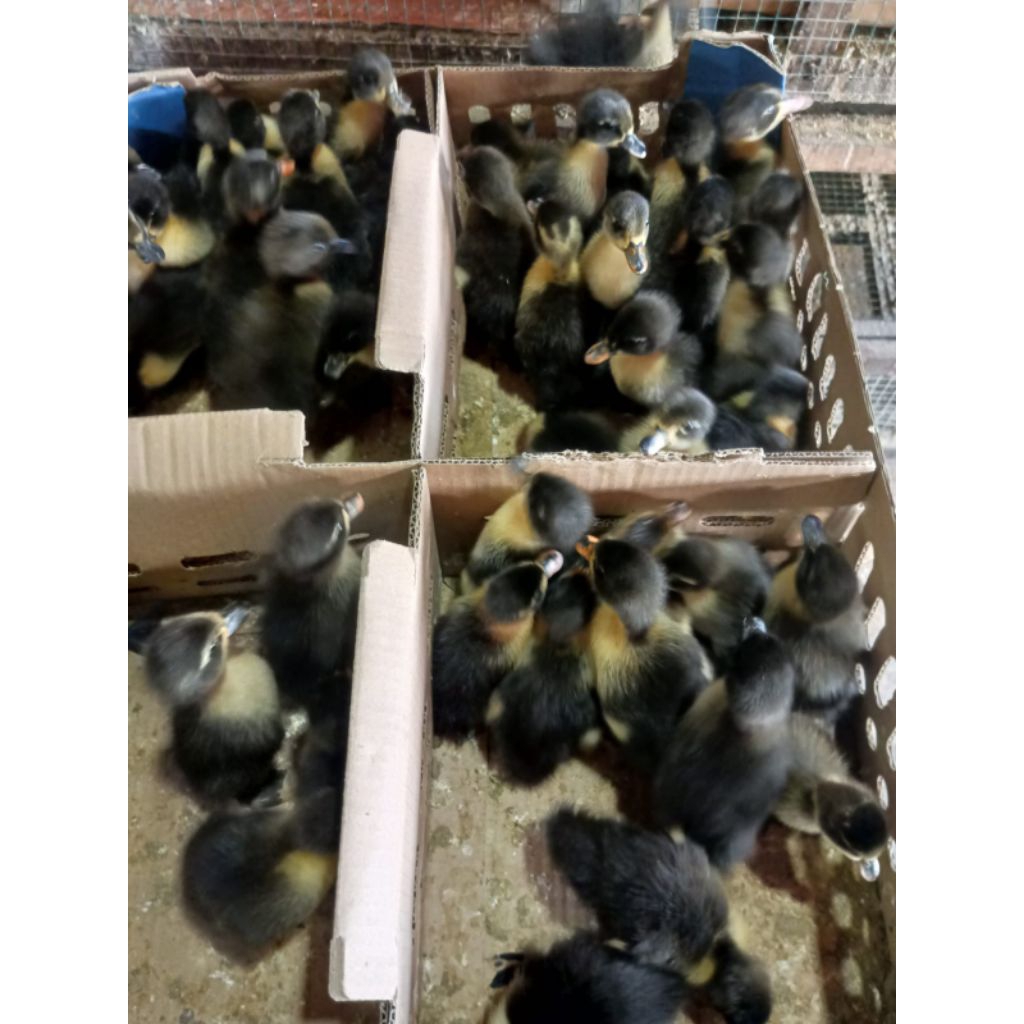 bibit bebek hibrida -DOD HIBRIDA -bibit hibrida -anakan bebek hibrida