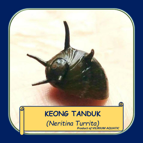 IKAN HIAS AIR TAWAR - KEONG TANDUK / HORNED SNAIL (ALGAEATER / PEMBERSIH AQUARIUM)