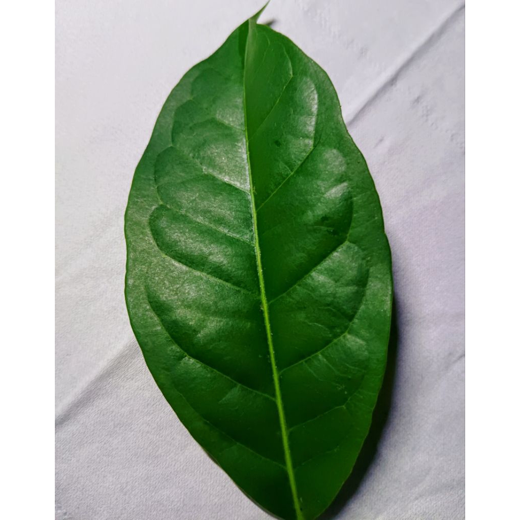 

Daun salam/Jangarulam 10 lembar