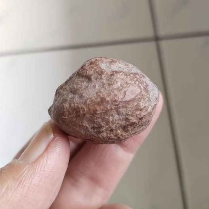 Kemiri Adu Muncang Adu Yanti SB Ori Carambang Lumiat