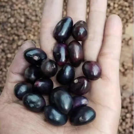 

KACANG KUPAS BOGOR/POLONG SEGAR SUPER 500 GRAM