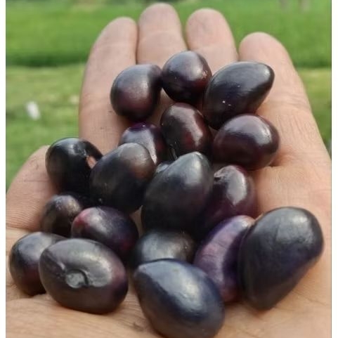 

BENIH/BIBIT KACANG TANAH POLONG/BOGOR SUPER PREMIUM 200 GRAM
