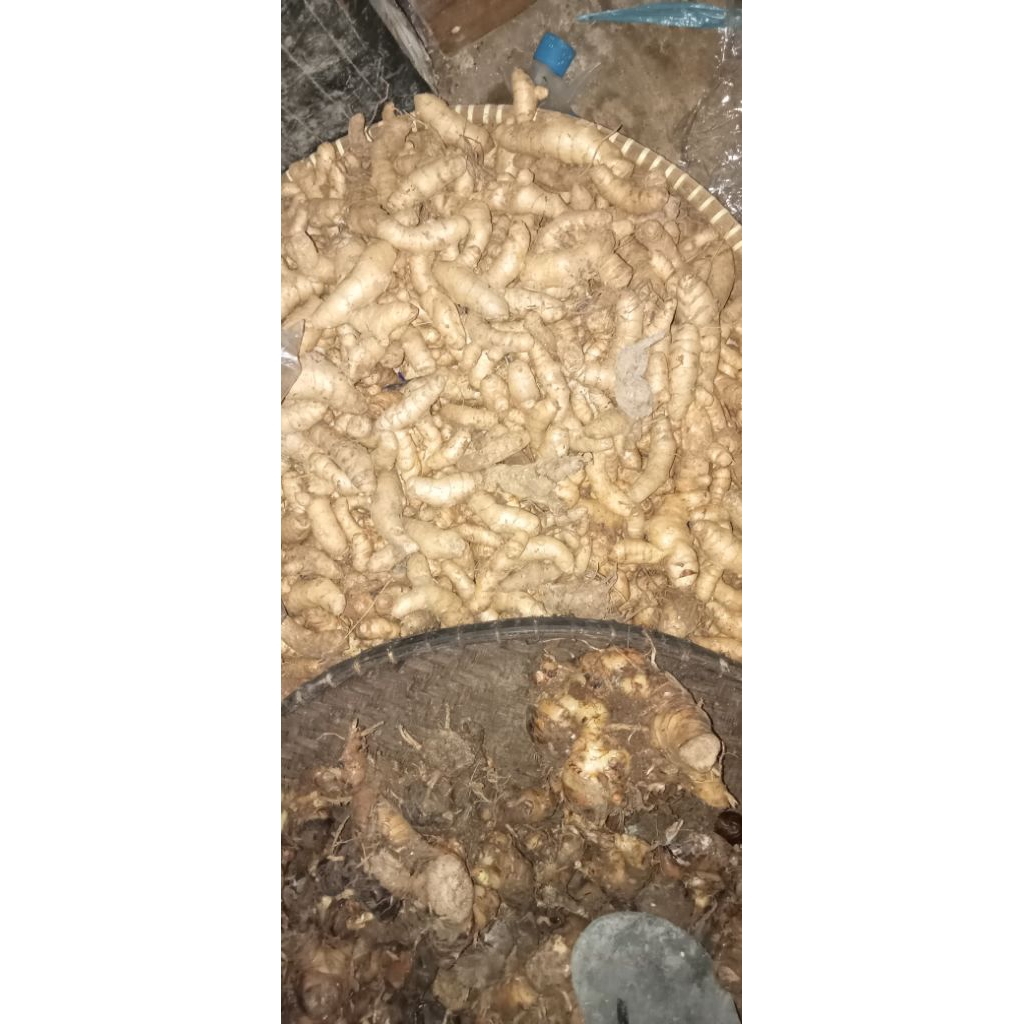 

kunyit putih herbal 1 kg di ambil dari petani langsung sudah di cuci bersih
