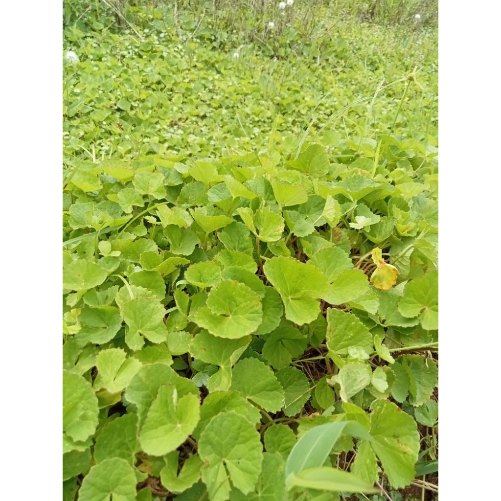 

Daun Pegagan segar/ antanan