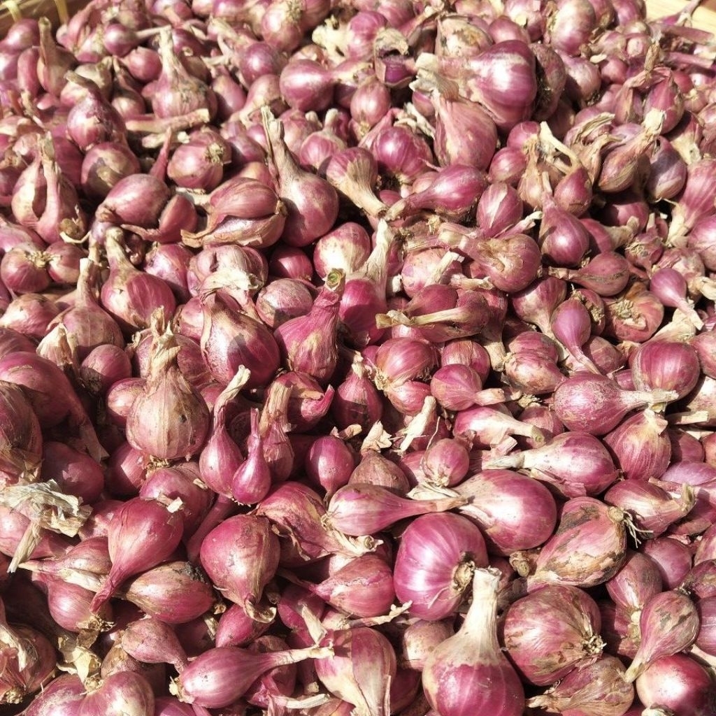 

bawang merah Probolinggo 1 kg