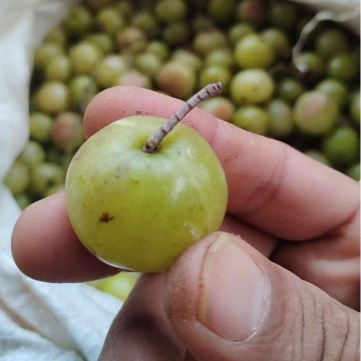 

BUAH AMLA MALAKA SEGAR 1 KG