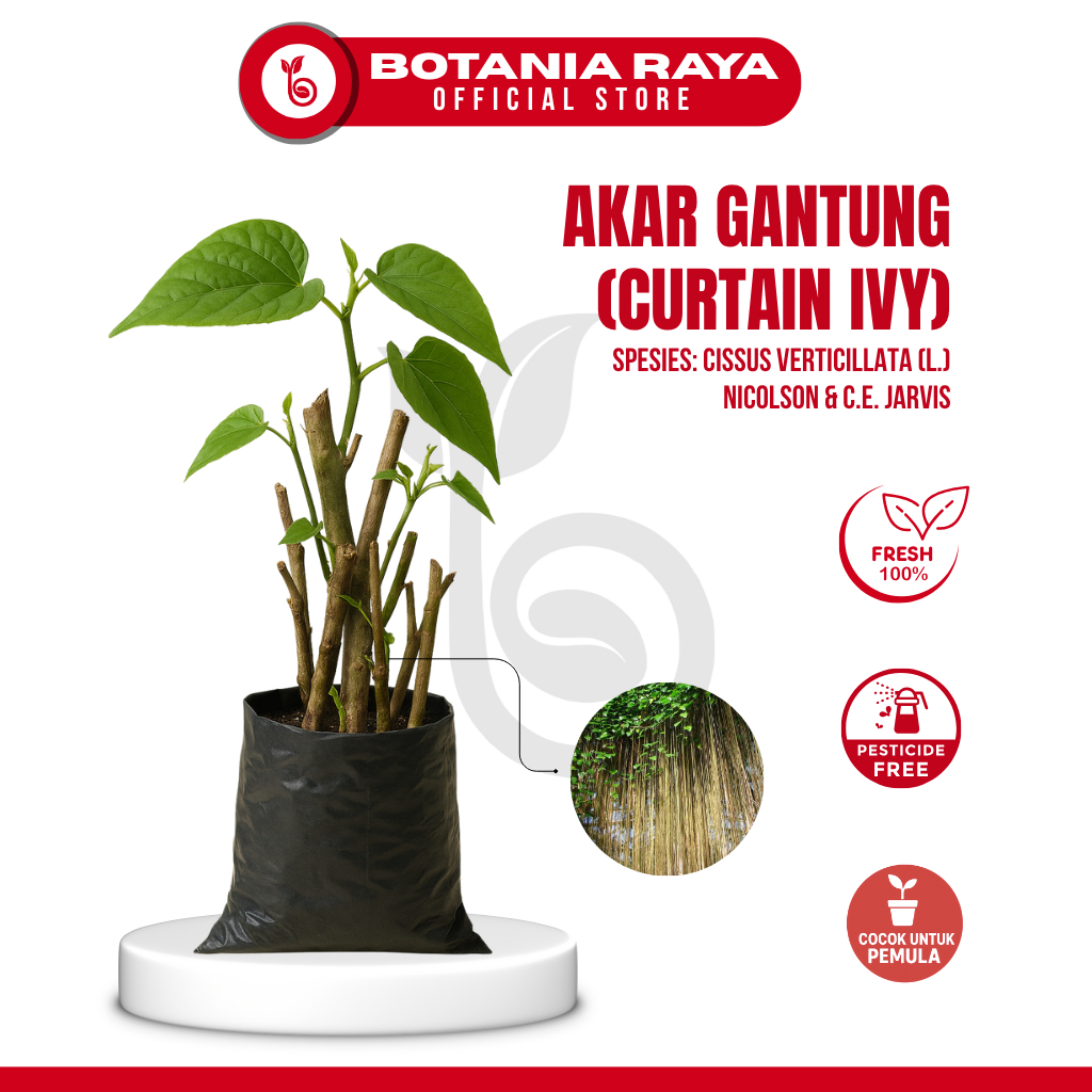 BOTANIA RAYA Tanaman Hias Akar Gantung Merah Curtain Ivy 60 & 100 cm / Tanaman Anti Polusi Udara