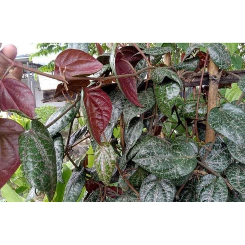 

Daun sirih merah segar 10 lembar langsung dipetik dan dikirim