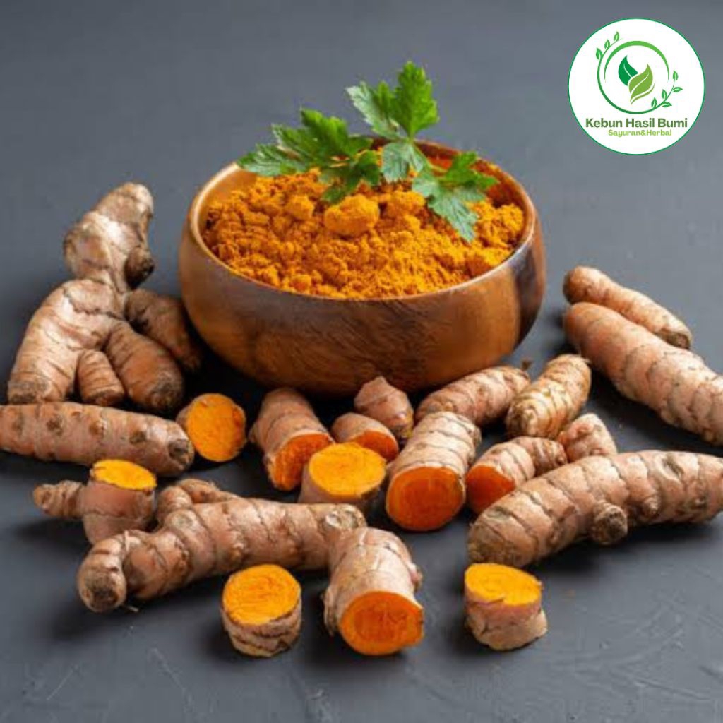 

Kunyit Segar – Rempah Herbal Alami – Bahan Jamu