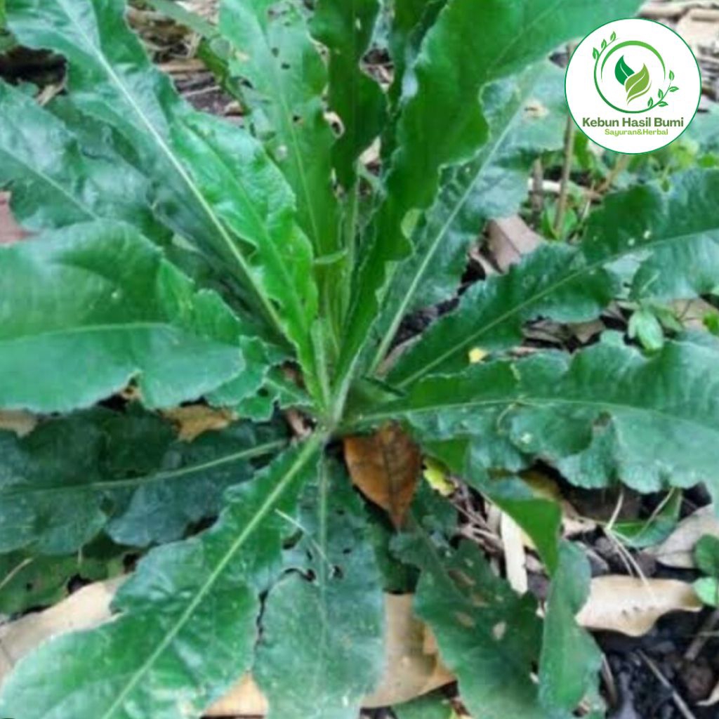

Daun Tapak Liman Segar Herbal Alami Langsung Petik Dari Kebun