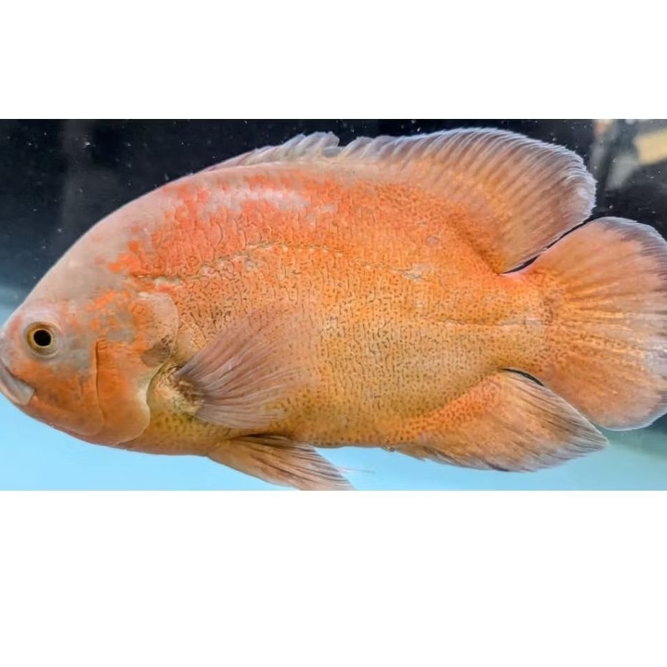 OSCAR PARIS ALBINO 20CM-25CM