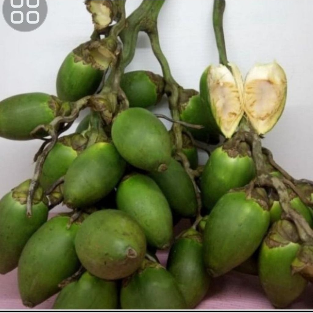 

buah pinang muda asli super