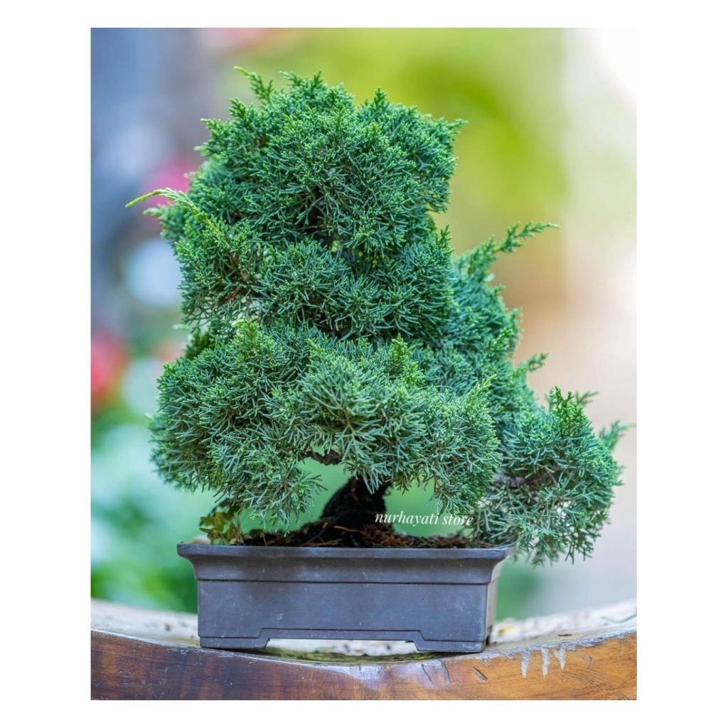 cemara pua pua /bonsai cemara/bahan bonsai cemara