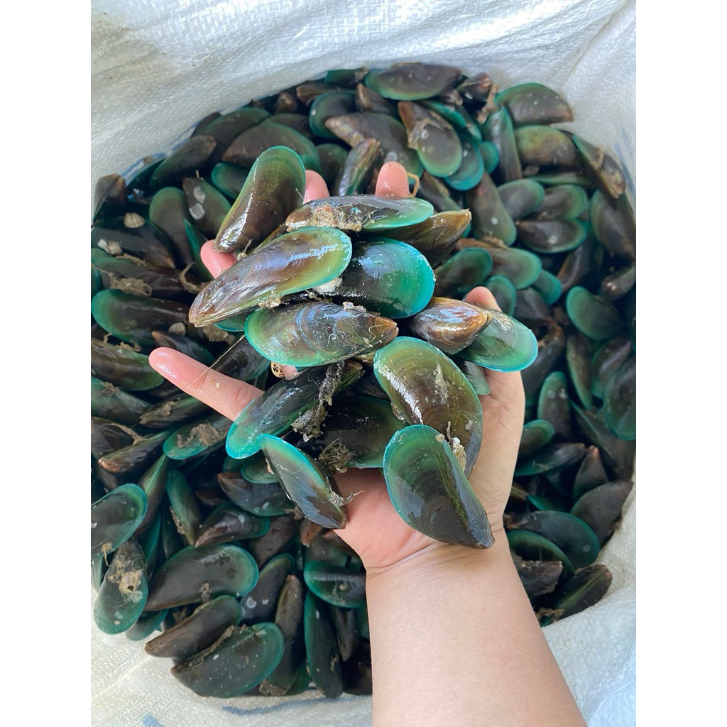 

Kerang hijau sedang