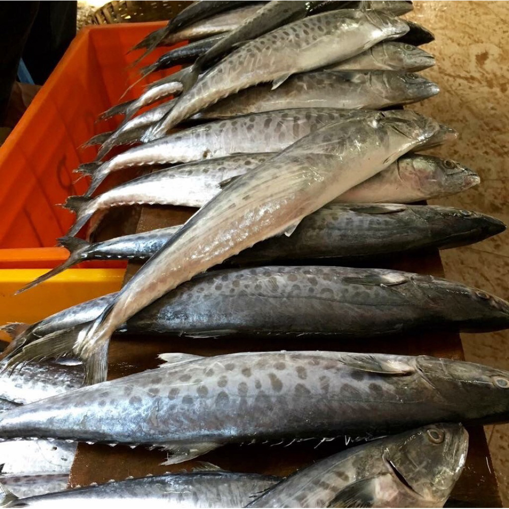 

Tenggiri utuh fresh perekor 1,5kgUP perekor