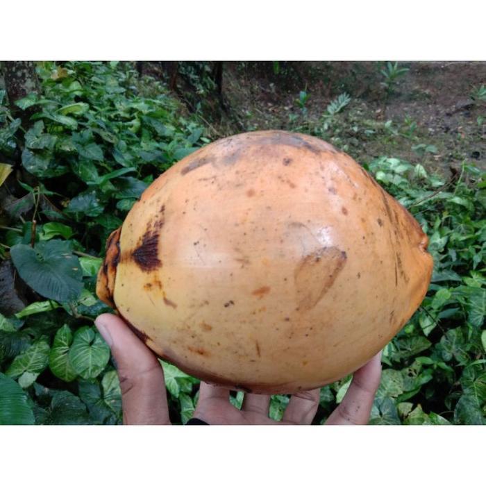 

terbaik kelapa muda kuning