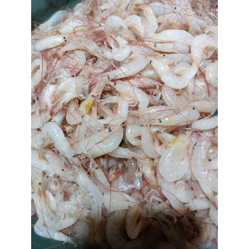 

Udang