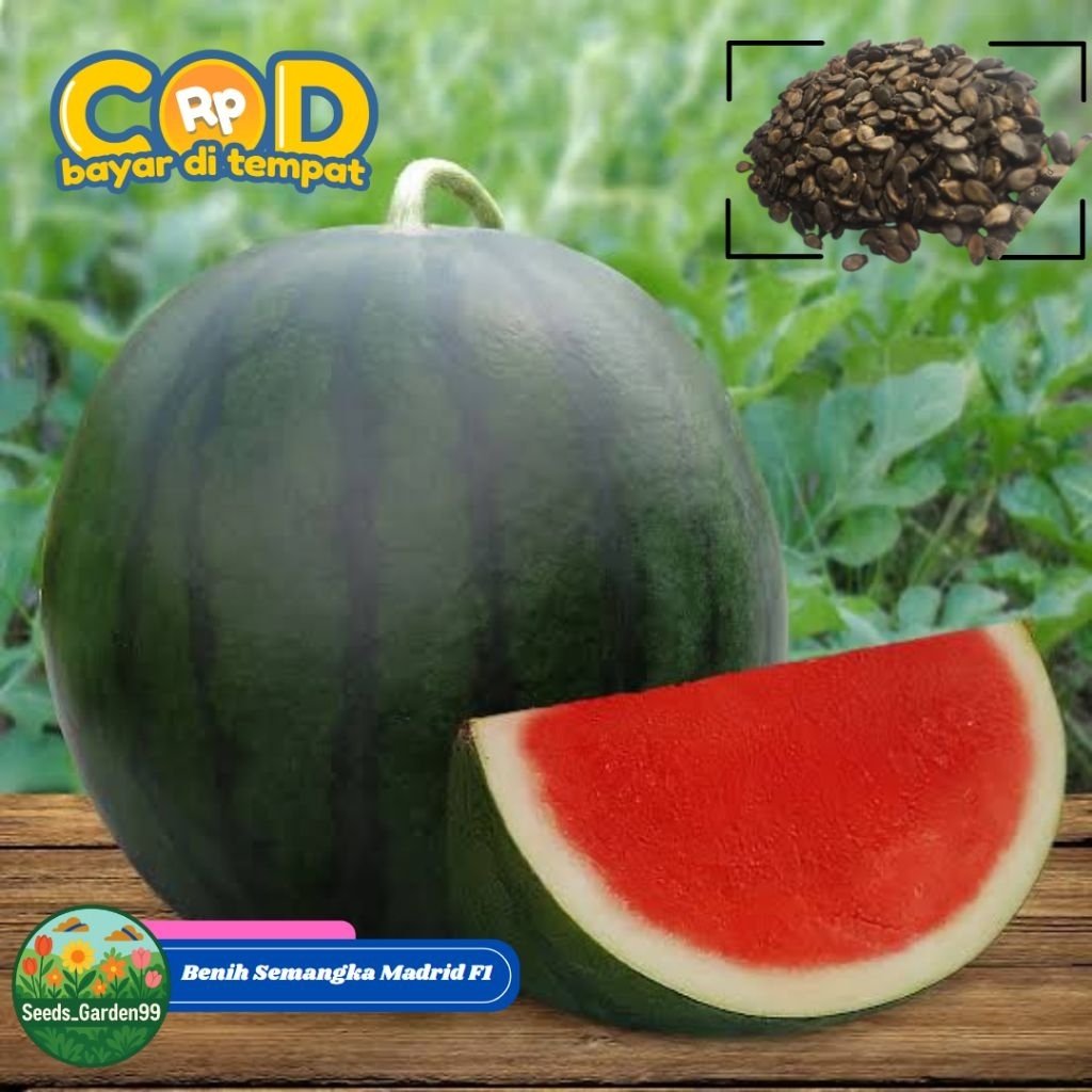 6 BUTIR BIJI/BENIH SEMANGKA NON BIJI MADRID (REPACK)