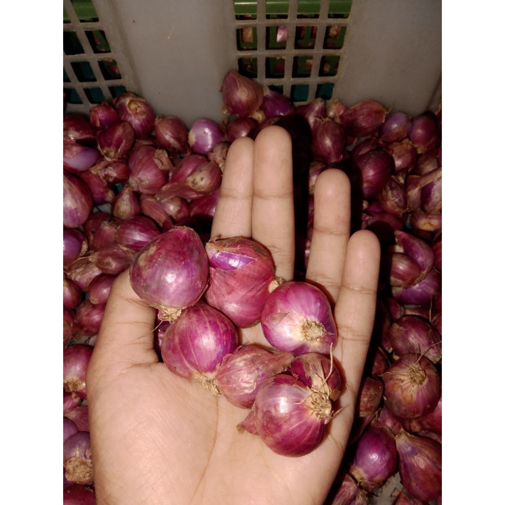

bawang merah