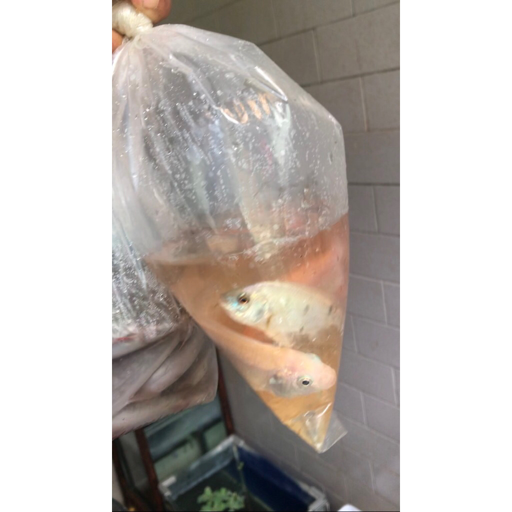

Ikan Nila ukuran se korek ( per ekor )
