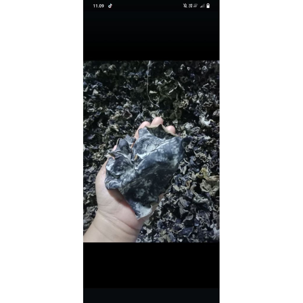 

jamur kuping kering grade A