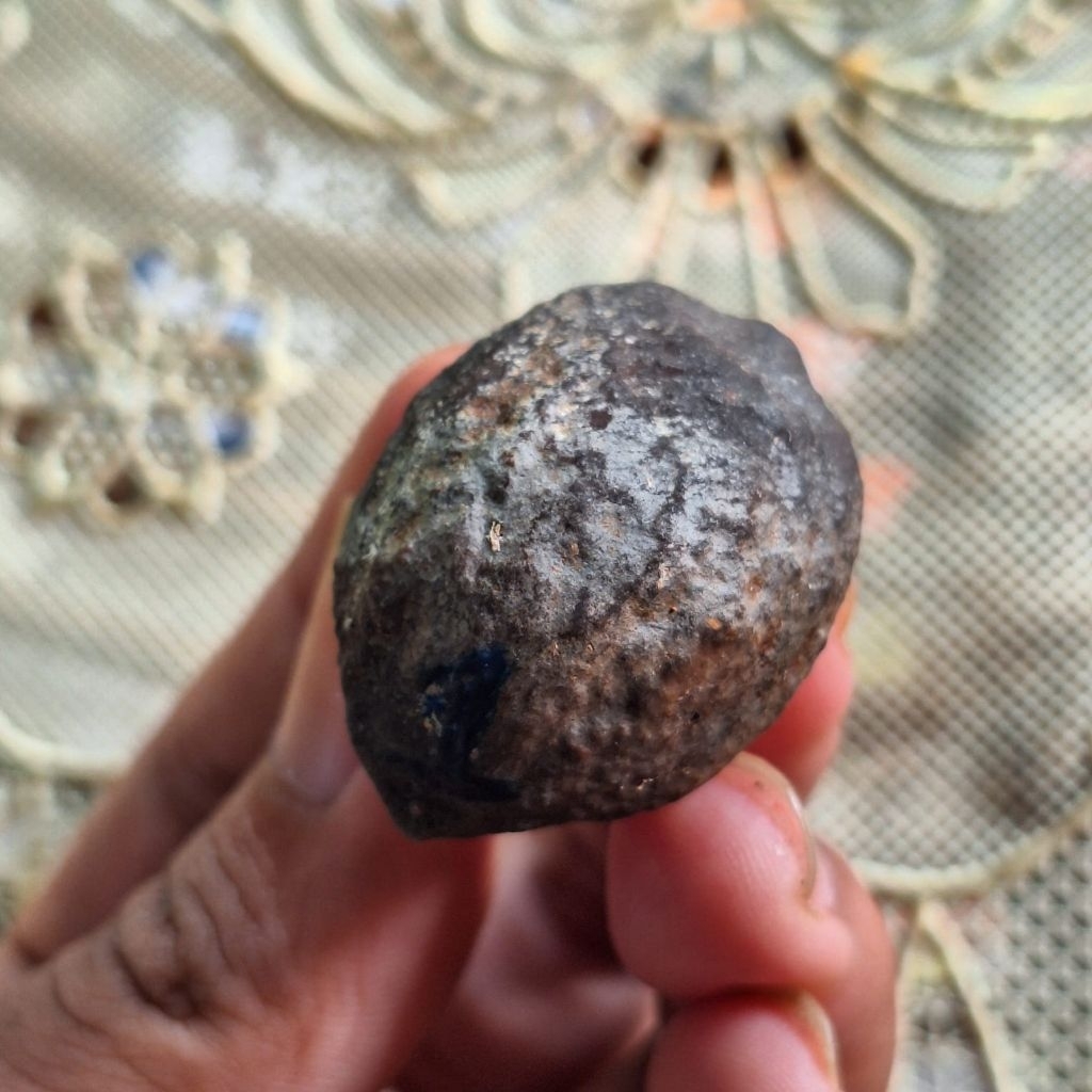 MUNCANG ADU JENIS JAYANTI ANAK SI PAIT