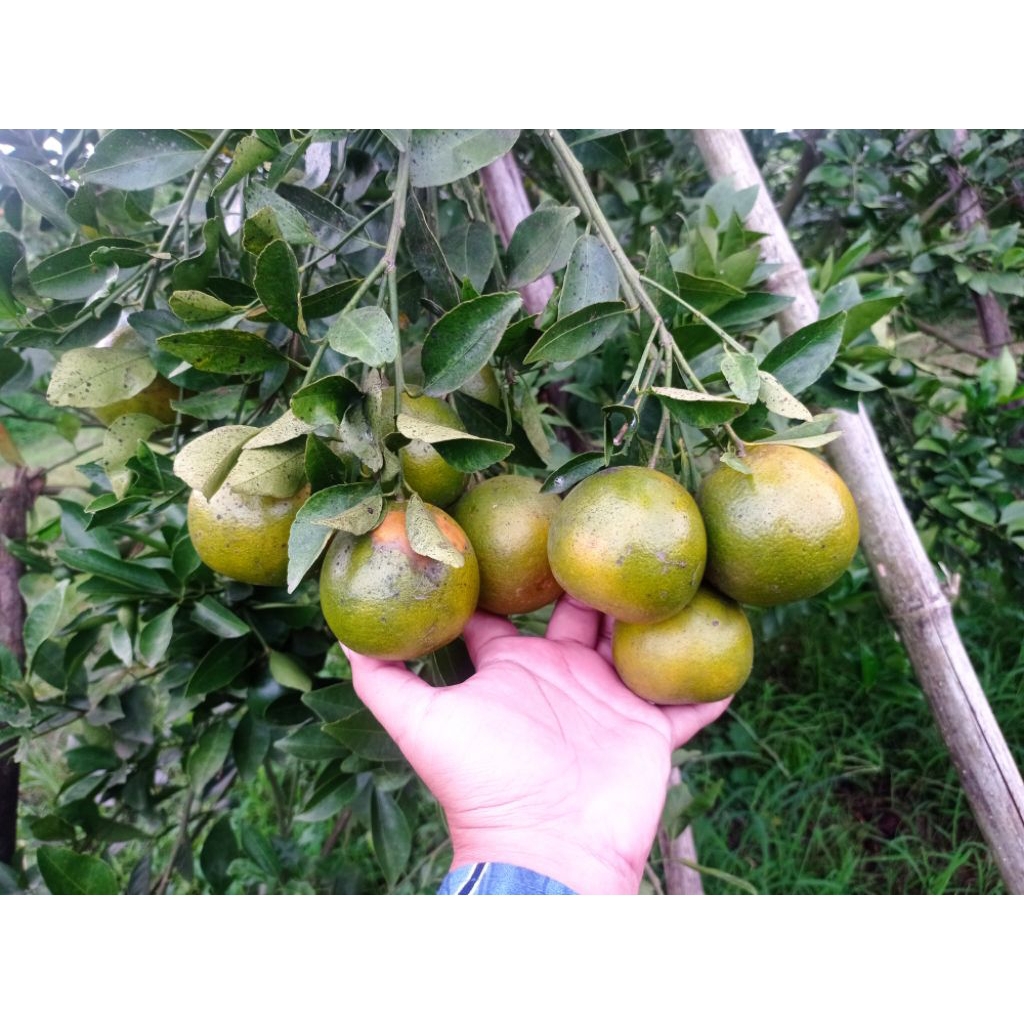 

GRADE A! Jeruk Siam Madu Jeruk Manis 1 Kg Termurah di Shopee