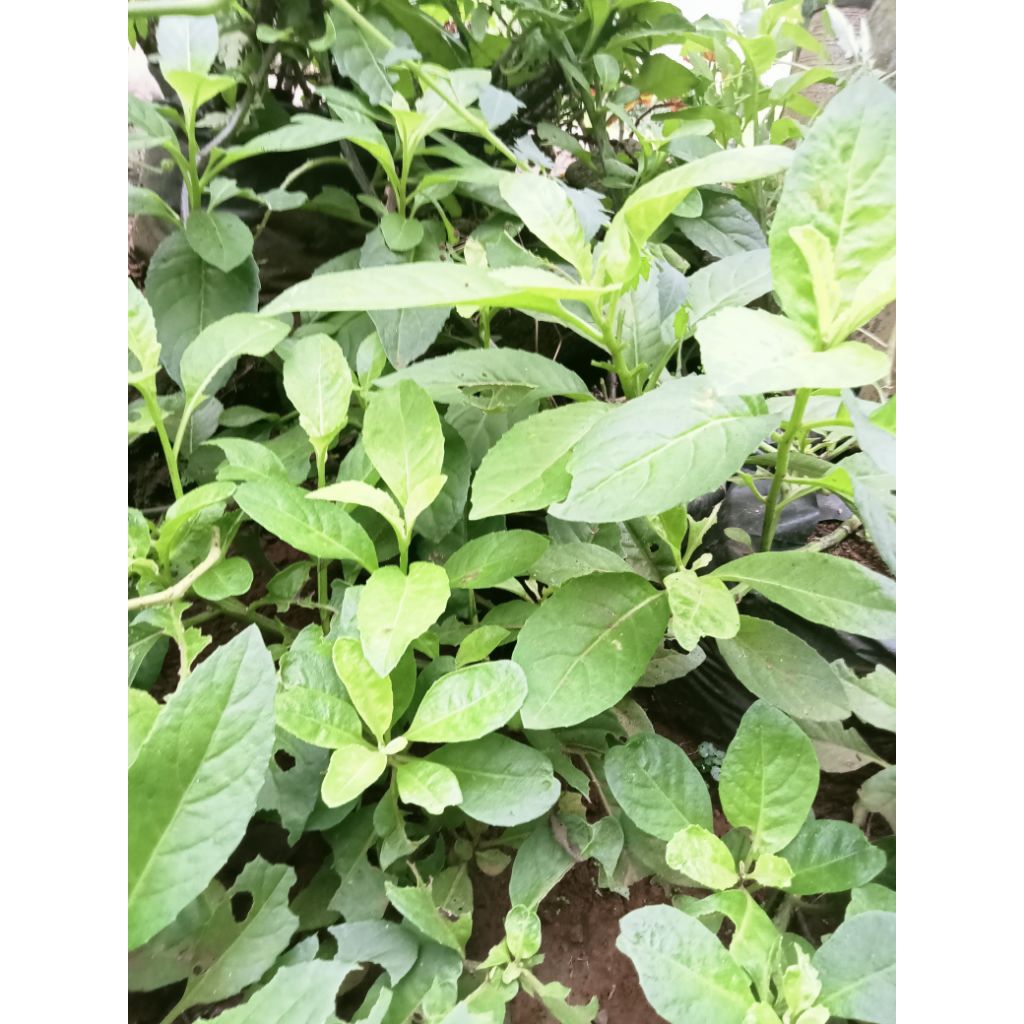 

Lalapan herbal daun sambung nyawa
