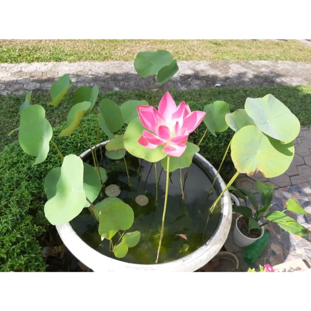 Benih  | Bunga Teratai Lotus Asli - Cepat Tumbuh | Cocok untuk Kolam & Pot Air