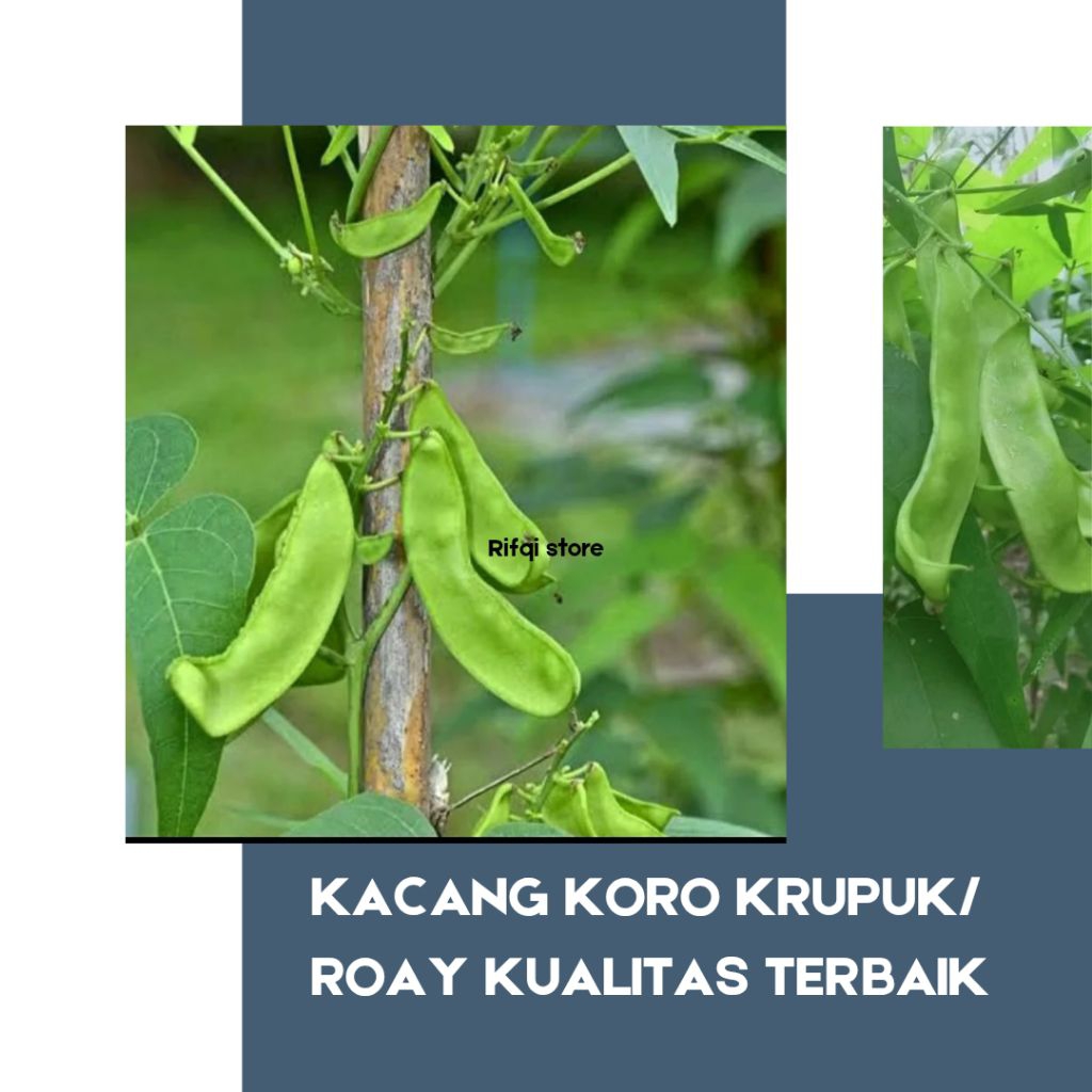 5 BIJI BENIH KACANG KORO KRUPUK ROAY / KACANG KARA