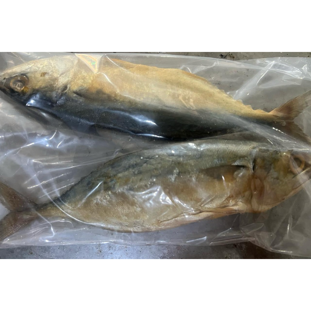 

Ikan Adin Pedo isi 2 bj