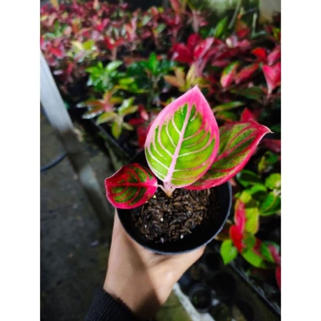 Aglonema_Khanza_anakan