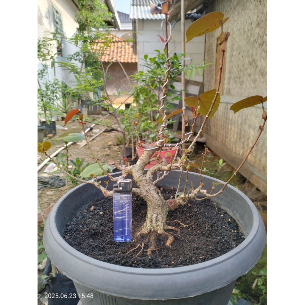 bonsai waru merah