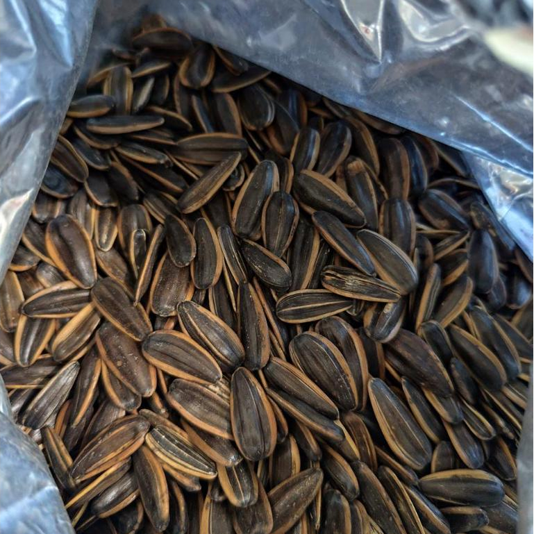 

Kwaci Matang Kuaci Panggang Asin Sunflower Seed Roasted Salted