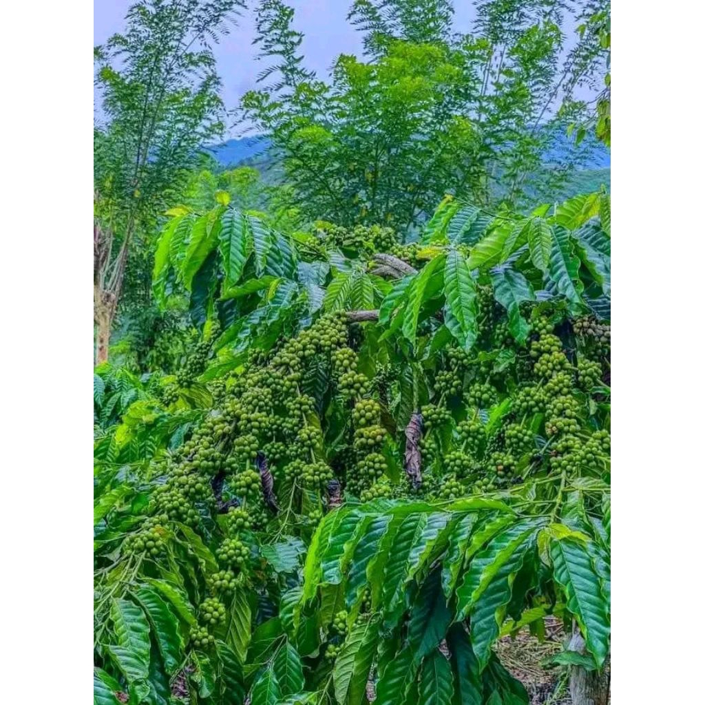 Paket Hemat (200 batang+bonus ) Bibit Kopi Arabika Gayo Aceh cabutan siap tanam