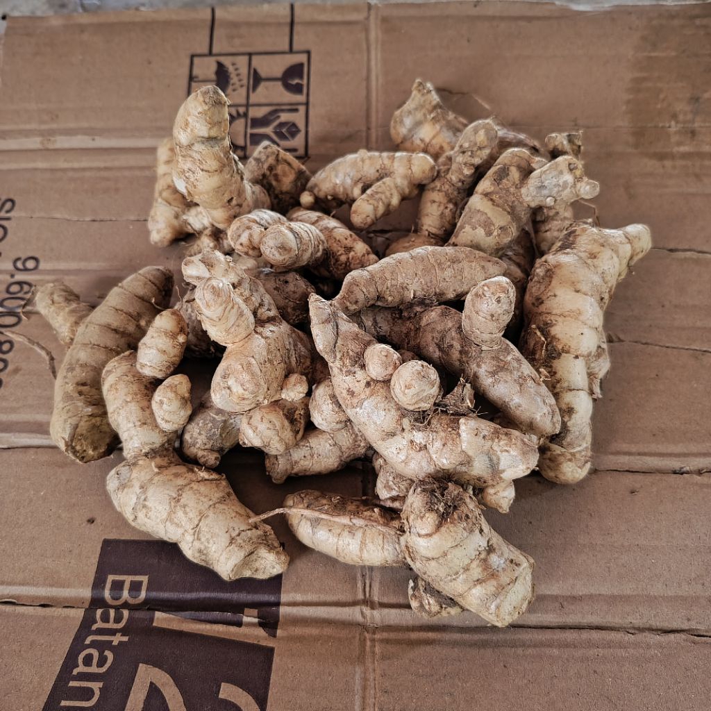

Kunyit putih fresh segar 1 kg / rimpang kunyit putih