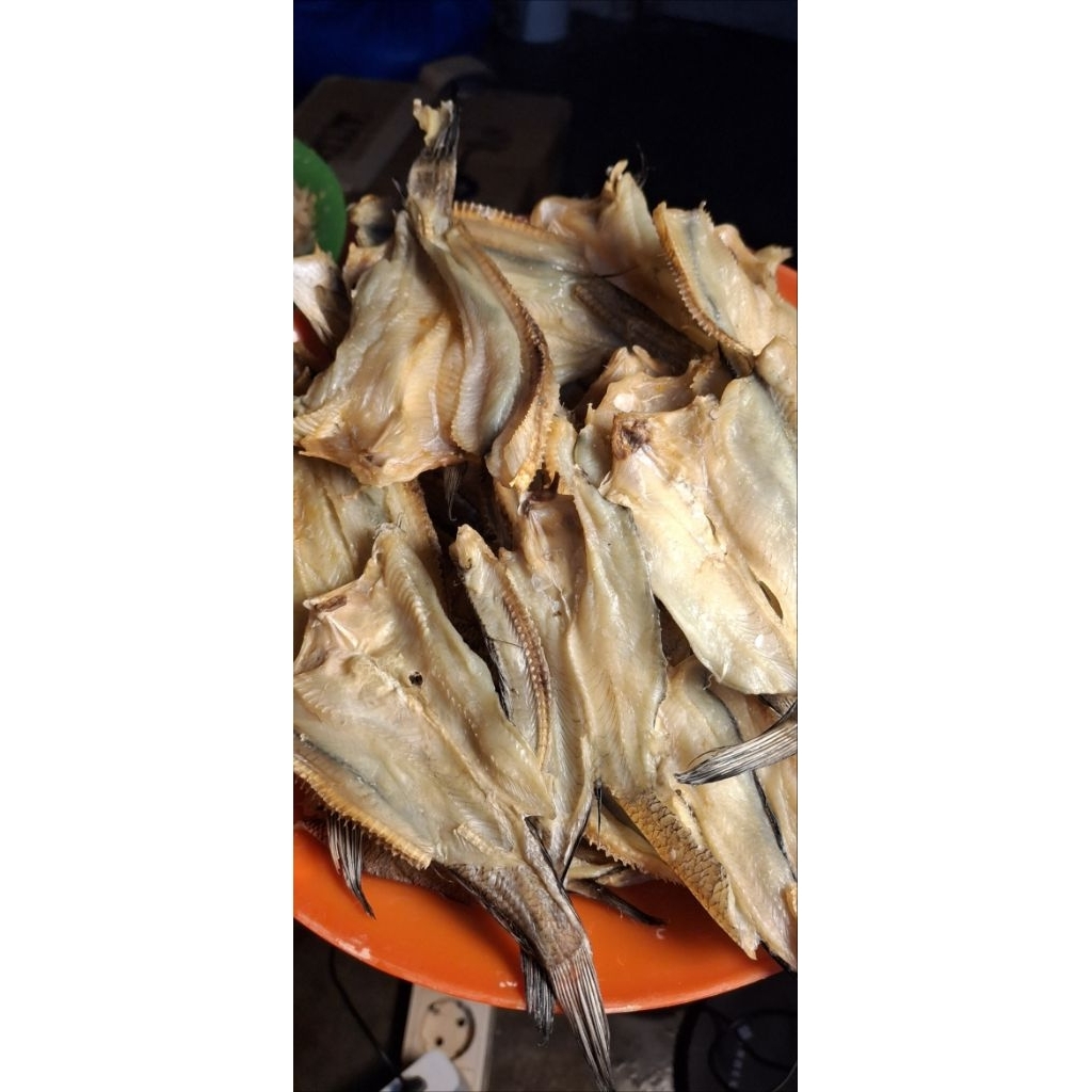 

ikan gabus mini