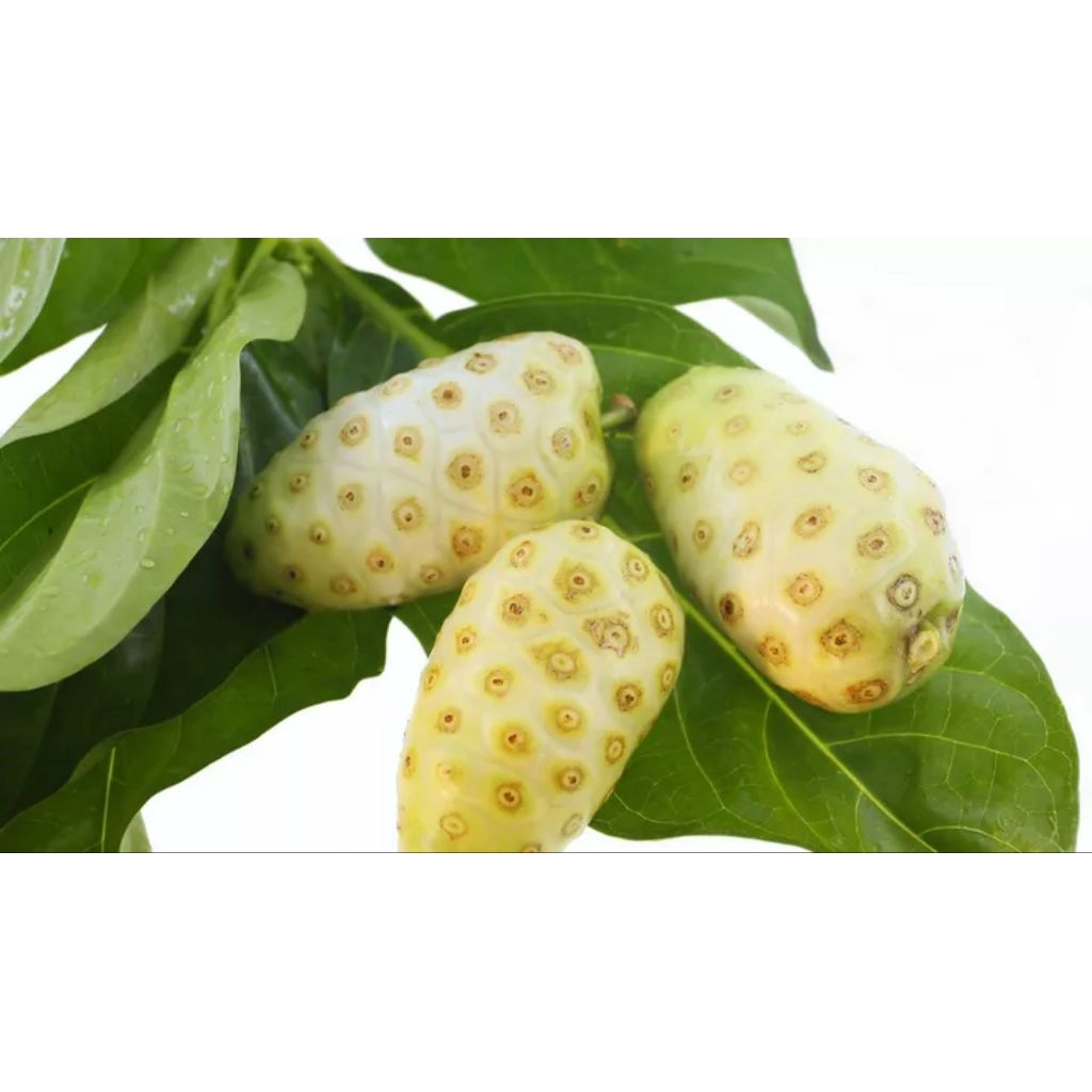 

1kg Buah mengkudu 1kg segar khas pangandaran