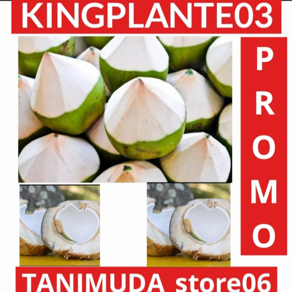 

KELAPA MUDA BUTIRAN KELAPA HIJAU KELAPA OBAT KELAPA HERBAL DI AMBIL DADAKAN