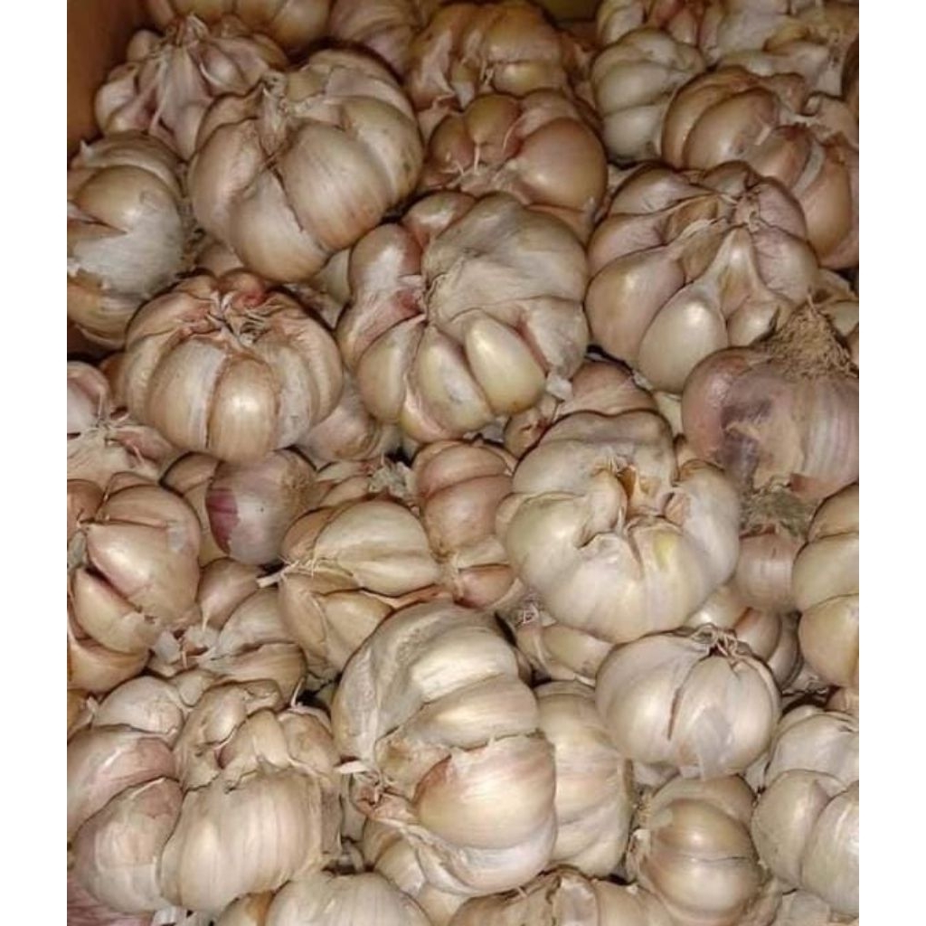 

Bawang Putih 1kg