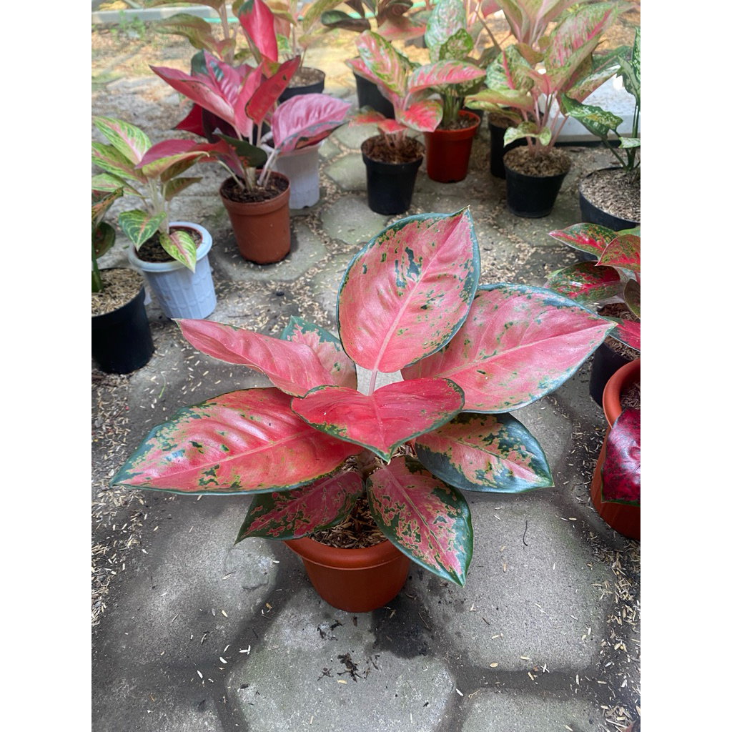 Aglaonema Kochin Brownis
