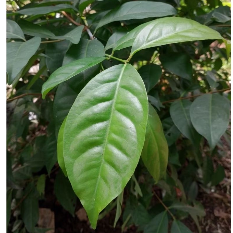 

Daun Salam Segar Fresh 50 Lembar Helai Langsung Di Petik Saat Orderan Masuk