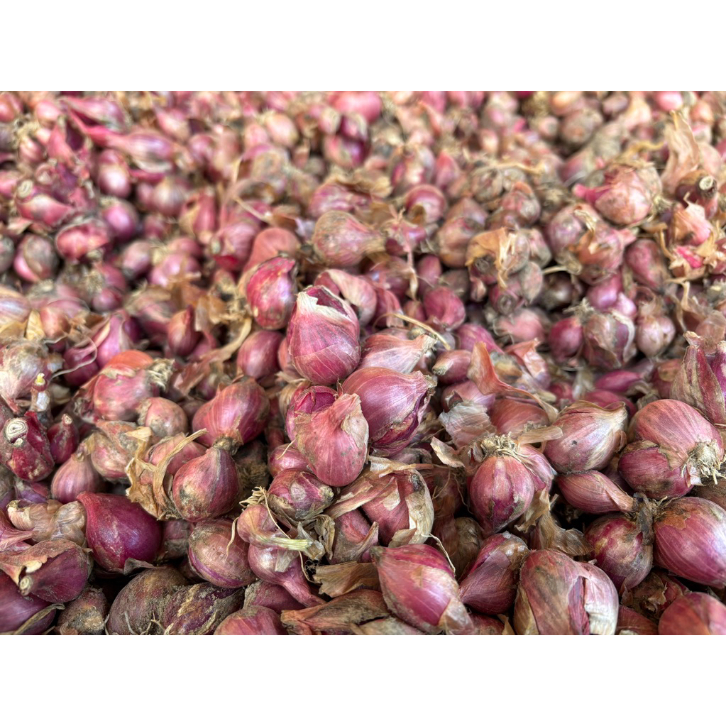 

Bawang Merah Thailand Segar