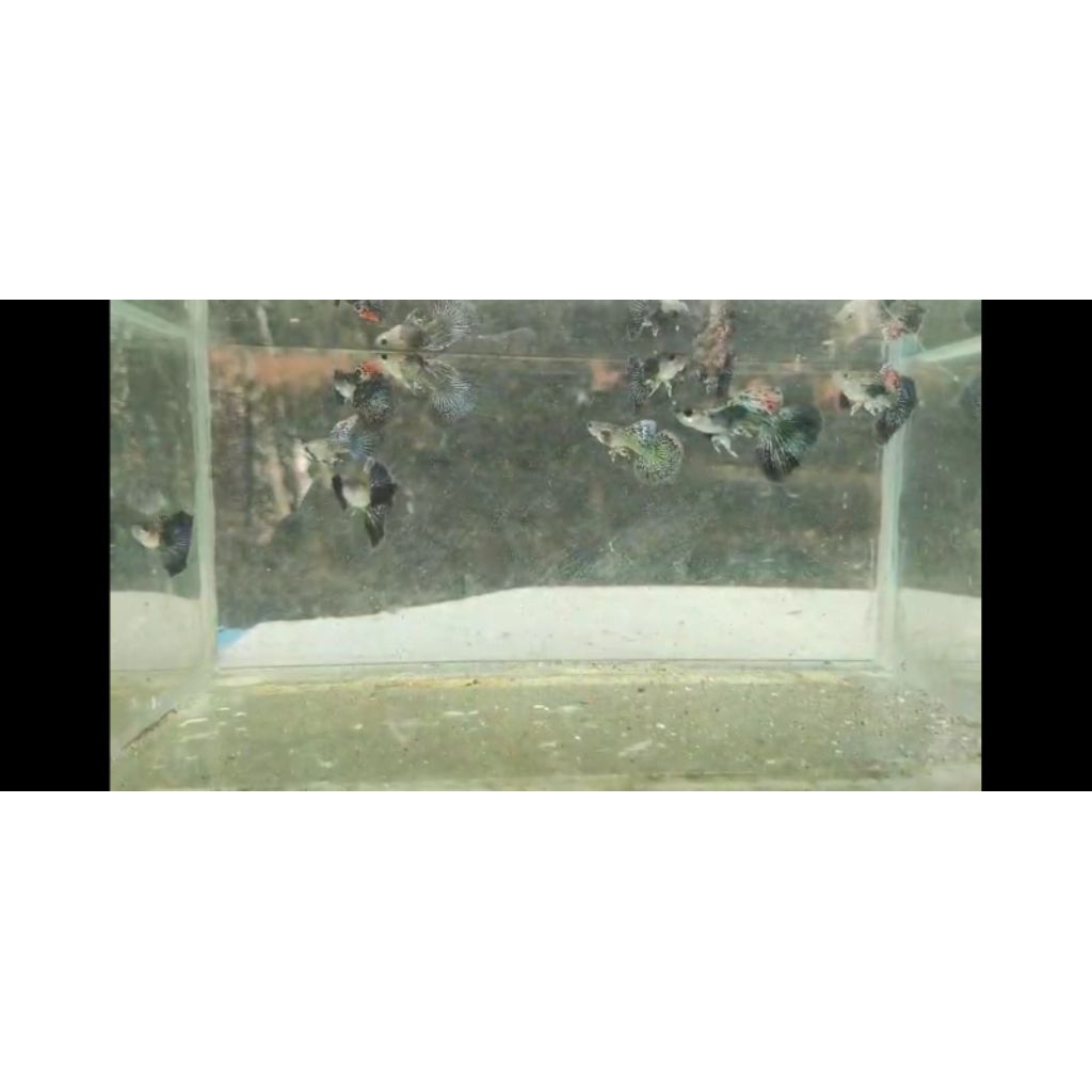 guppy blue dragon/green dragon 1 pasang