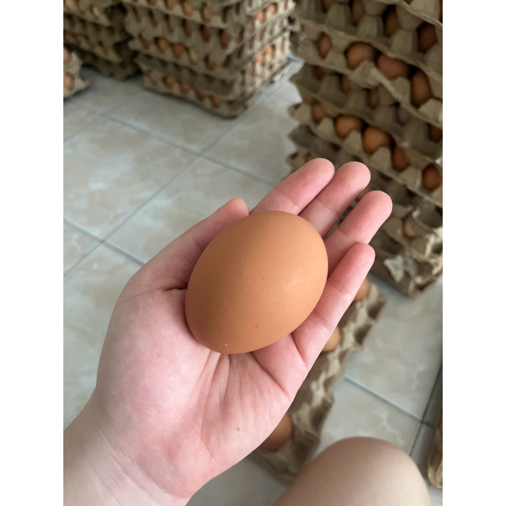 

Telur Ayam Jumbo GRADE AAA (76-80gr) 30 butir