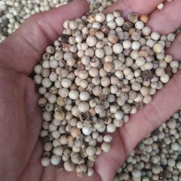 

Albin Lada Putih 250gram | Lada Termurah | Lada Biji