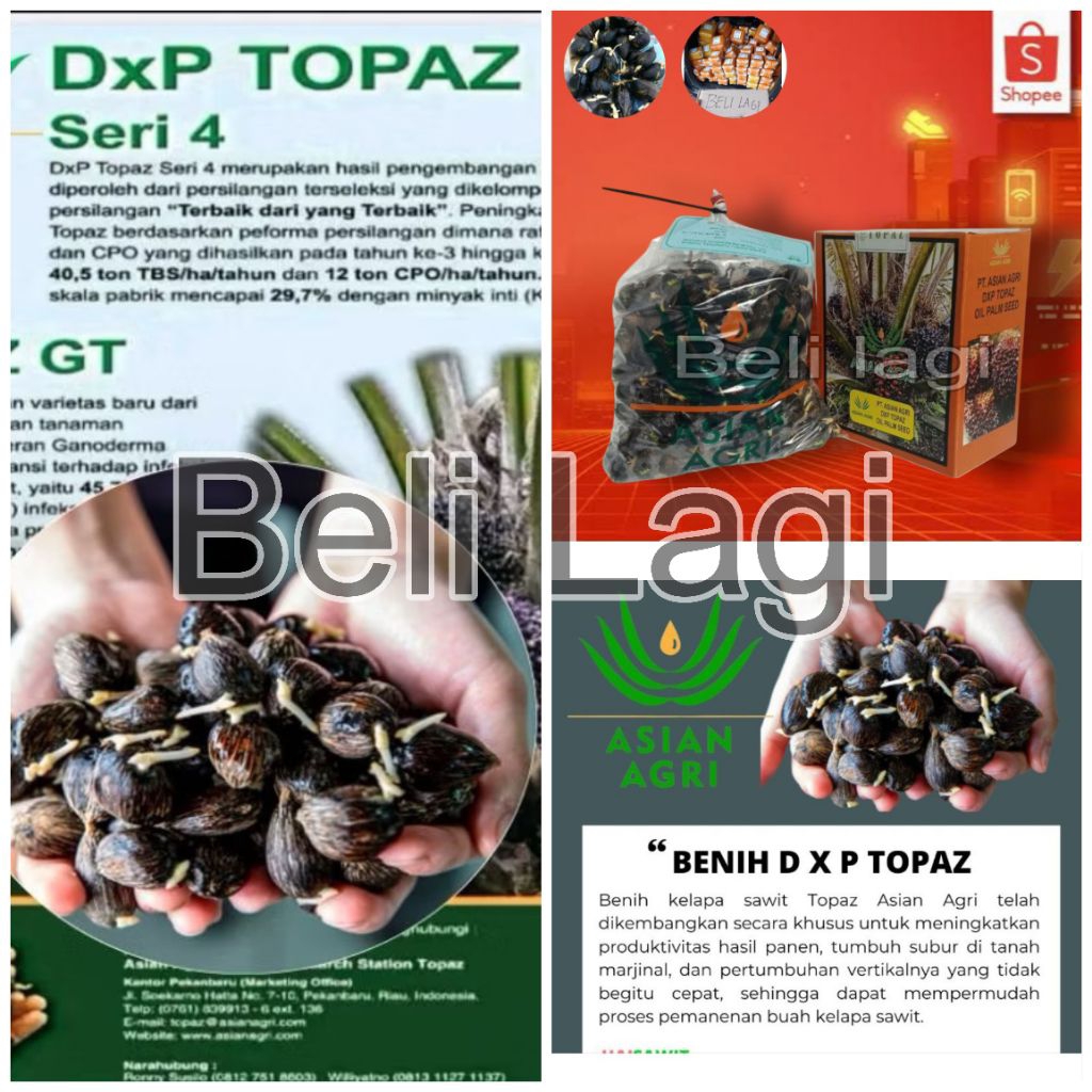 bibit kecambah sawit unggul bersertifikat topaz