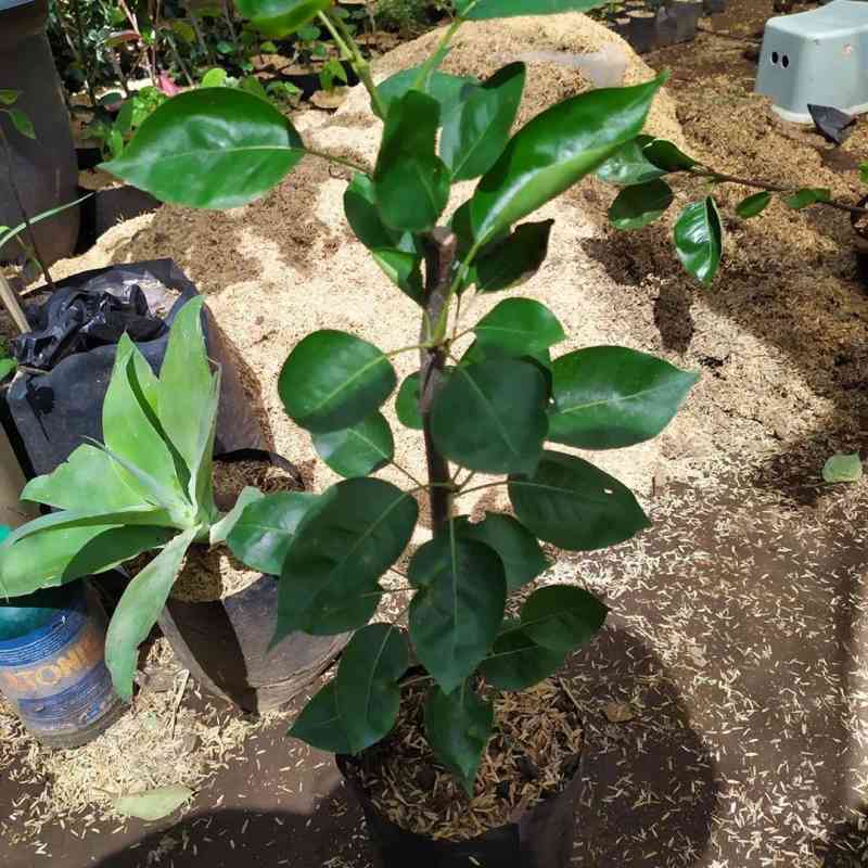 Sekar_Jenaka Bibit Tanaman Buah Pir Madu/Pir Super Unggul/Pir Asia Superr